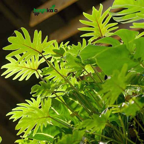 گرین وال مصنوعی و طبیعی - قیمت و اجرای دیوار سبز